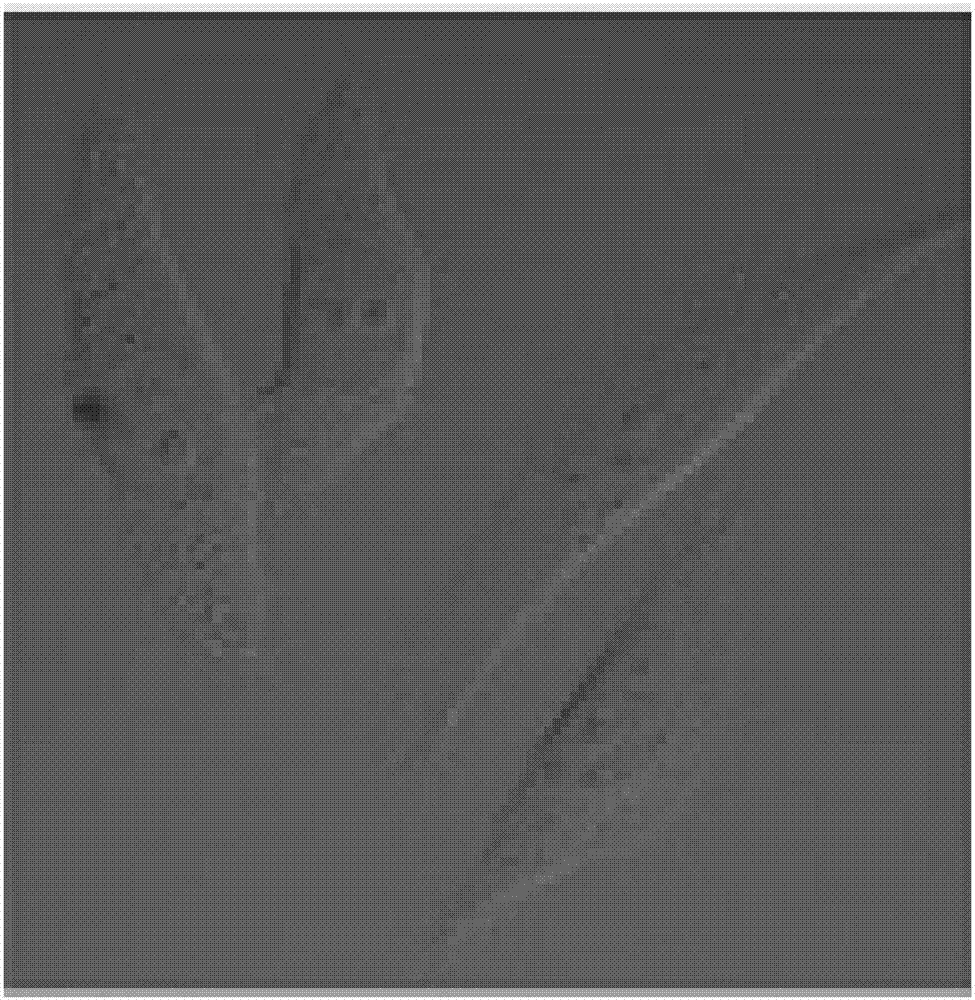 Fluorescent probes for simultaneously displaying cell nucleus structure and cell integral morphology in live cells