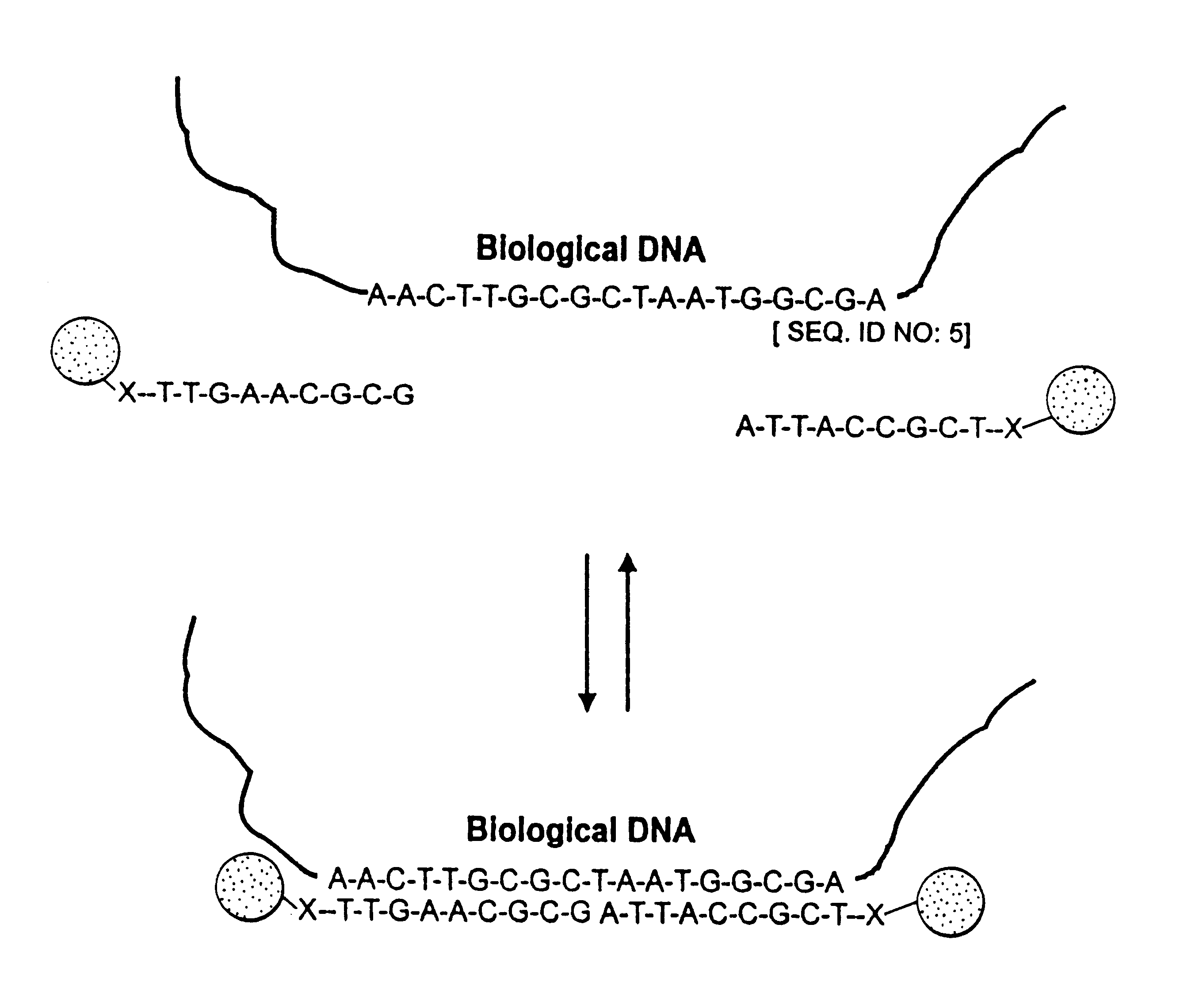 Nanoparticles having oligonucleotides attached thereto and uses therefor