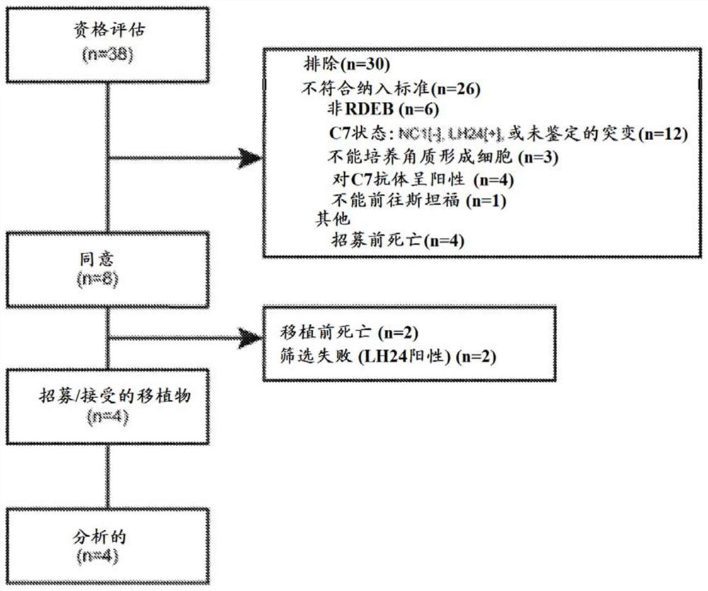 Gene therapy for recessive dystrophy epidermis bullosa using genetically corrected autologous keratinocytes