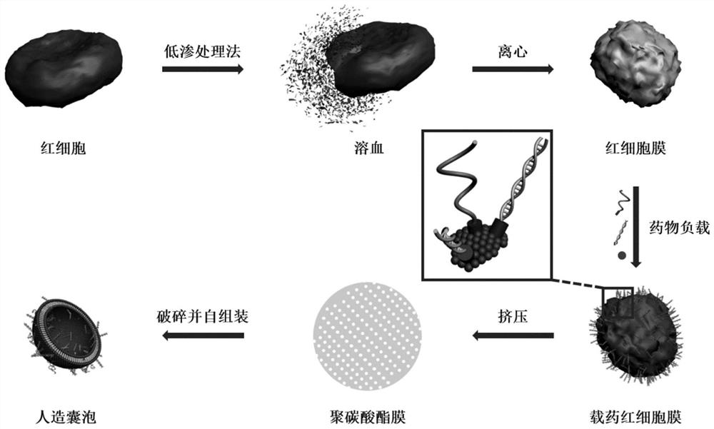 Nucleic acid aptamer delivery vector and preparation method and application thereof