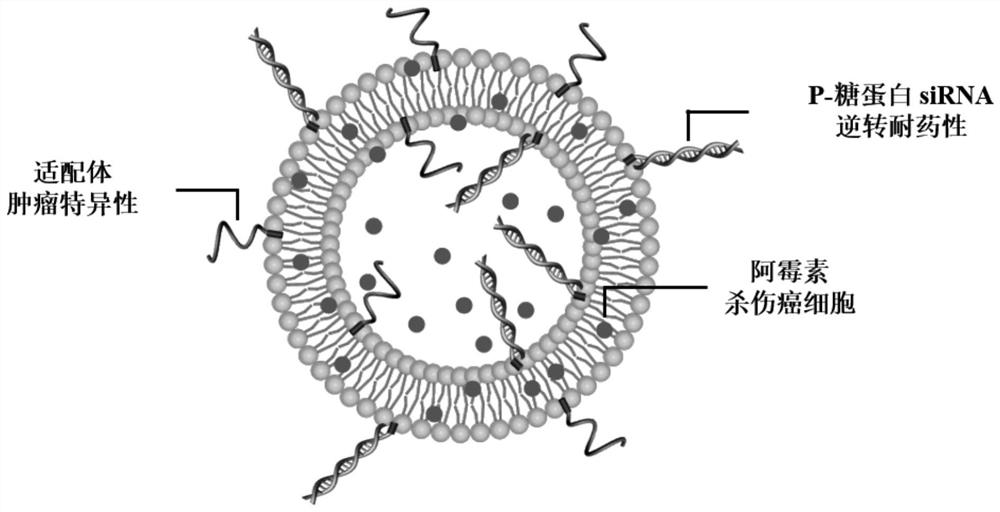 Nucleic acid aptamer delivery vector and preparation method and application thereof