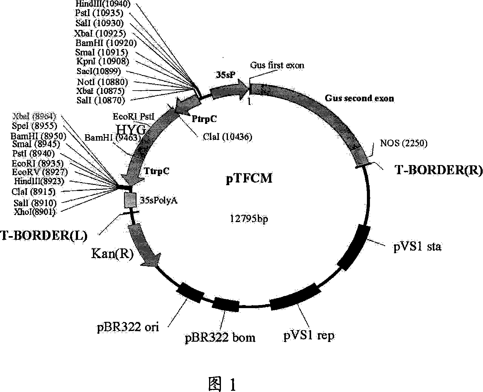 Genetic transformation methods of fingerlike blue mold mediated by agrobacterium tumefaciens