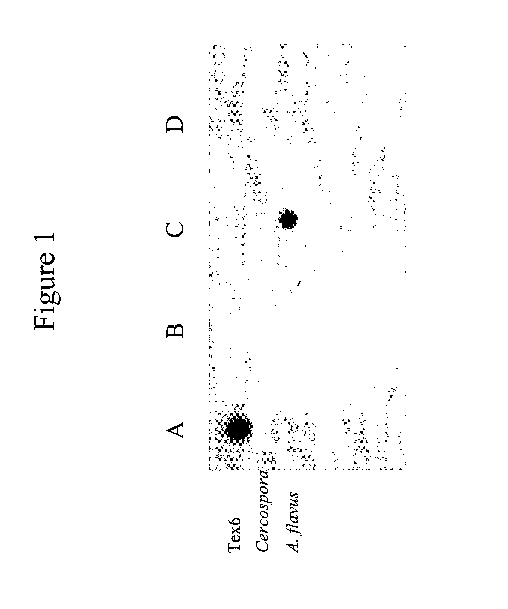 Infectious disease microarray