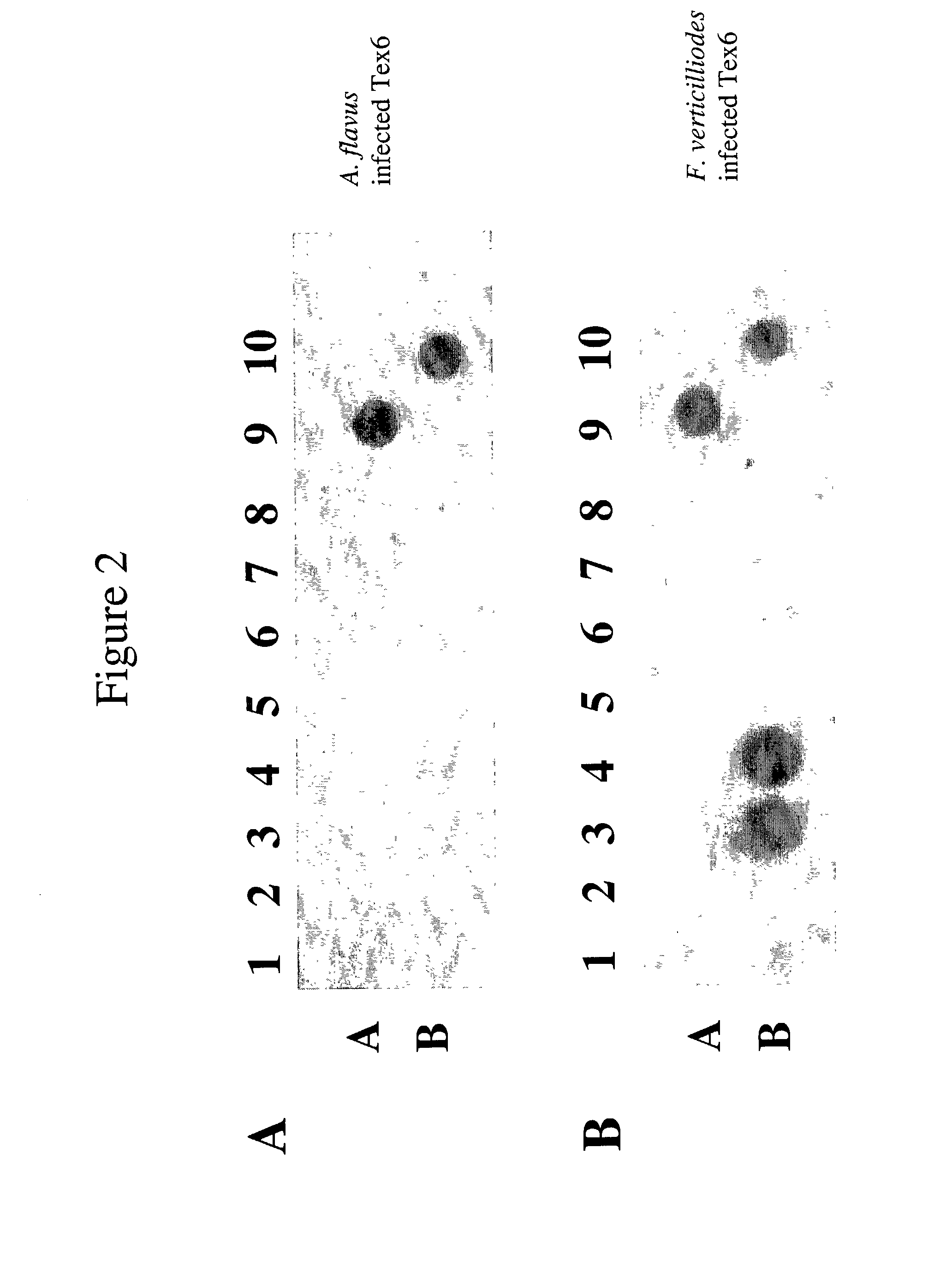 Infectious disease microarray