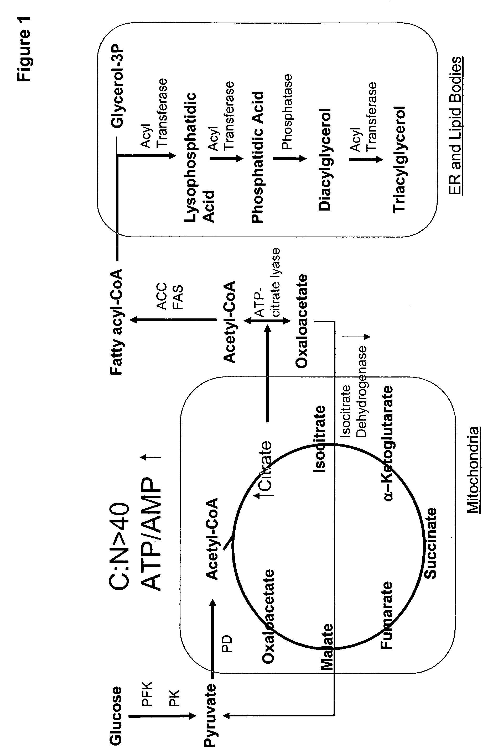 Acyltransferases for alteration of polyunsaturated fatty acids and oil content in oleaginous yeasts