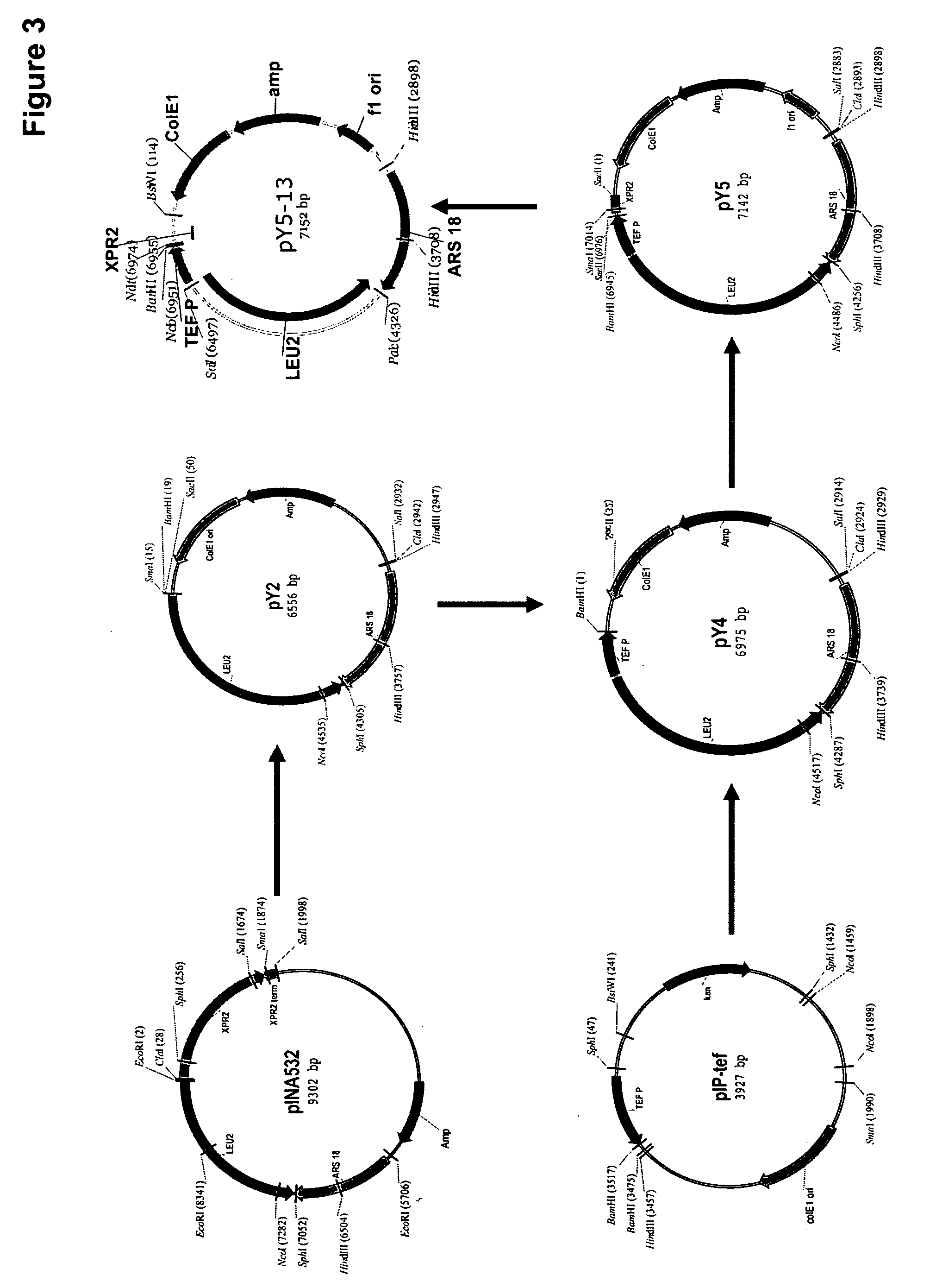 Acyltransferases for alteration of polyunsaturated fatty acids and oil content in oleaginous yeasts