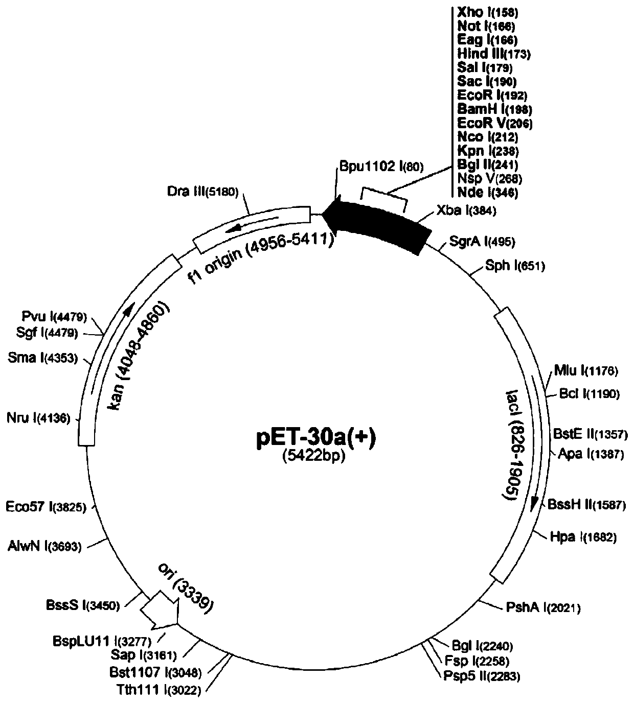 Mycoplasma bovis alcohol dehydrogenase gene and coded protein and application thereof