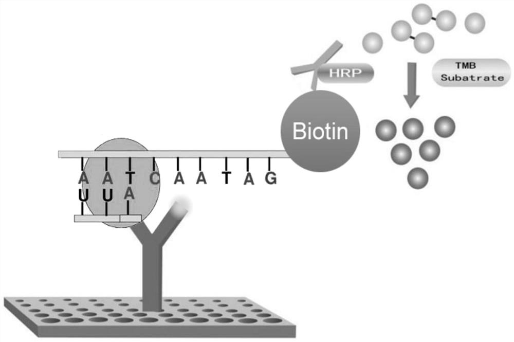 RNA methylation m6A detection method and reagent kit