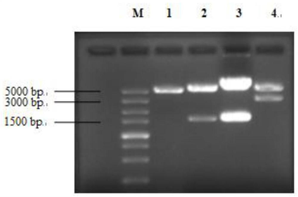 TEM-1 targeted gene vaccine and construction and application thereof