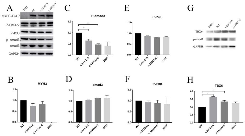 Diagnosis of gene mutation of cvm and its application