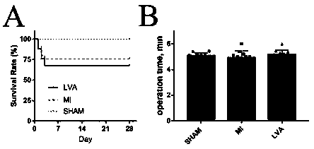 Construction method of mouse ventricular aneurysm model