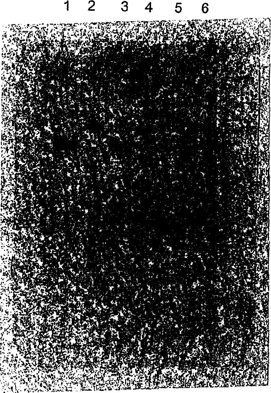 Method for the selective and quantitative functionalization of immunoglobulin Fab fragments, conjugate compounds obtained with the same and compositions thereof