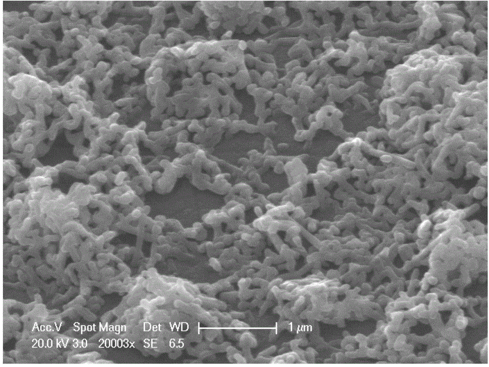 Supported silver nanonet, and preparation method and application thereof