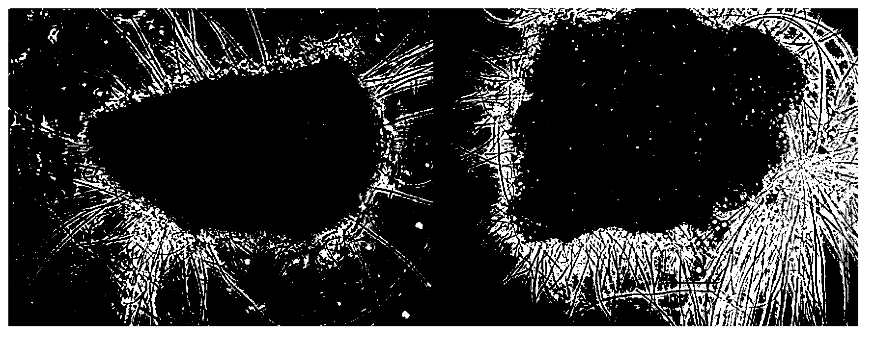 Method for improving precipitation performance of filamentous bulking sludge