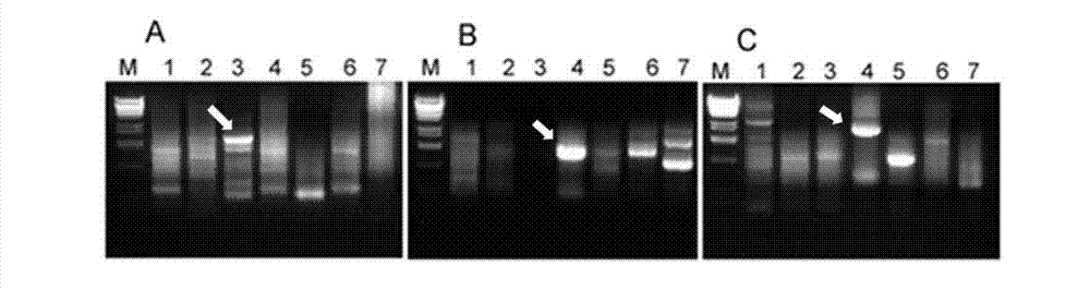 Method for improving high-seepage property, oxidative stress resistance and toxicity of beauveria bassiana by utilizing genetic engineering