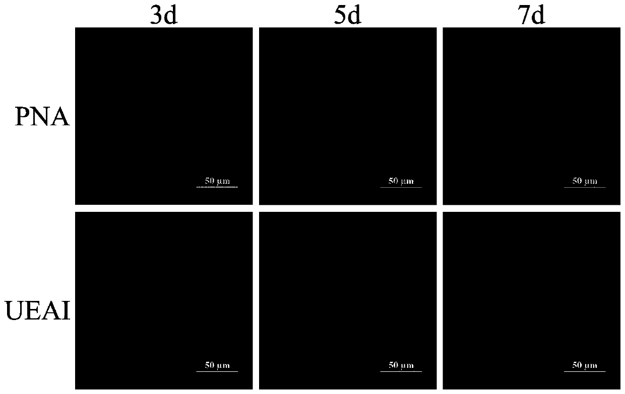 Method for immobilizing protein by using biofilm