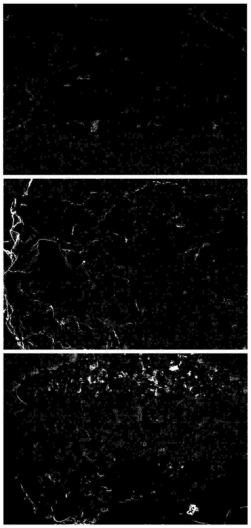 Method for immobilizing protein by using biofilm