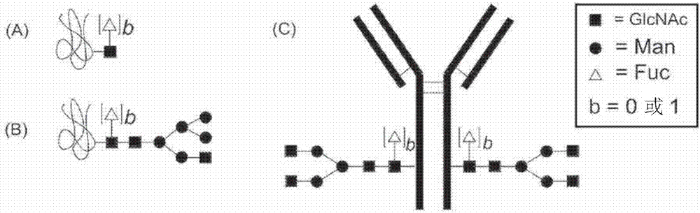 Process for modification of glycoprotein using Beta-(1,4)-n-acetylgalactosaminyl transferase or mutant thereof