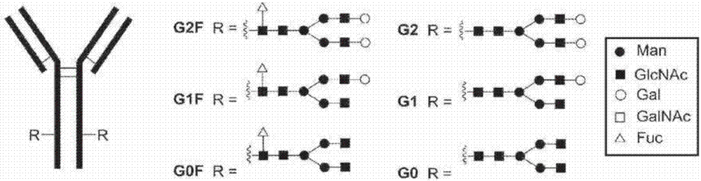 Process for modification of glycoprotein using Beta-(1,4)-n-acetylgalactosaminyl transferase or mutant thereof