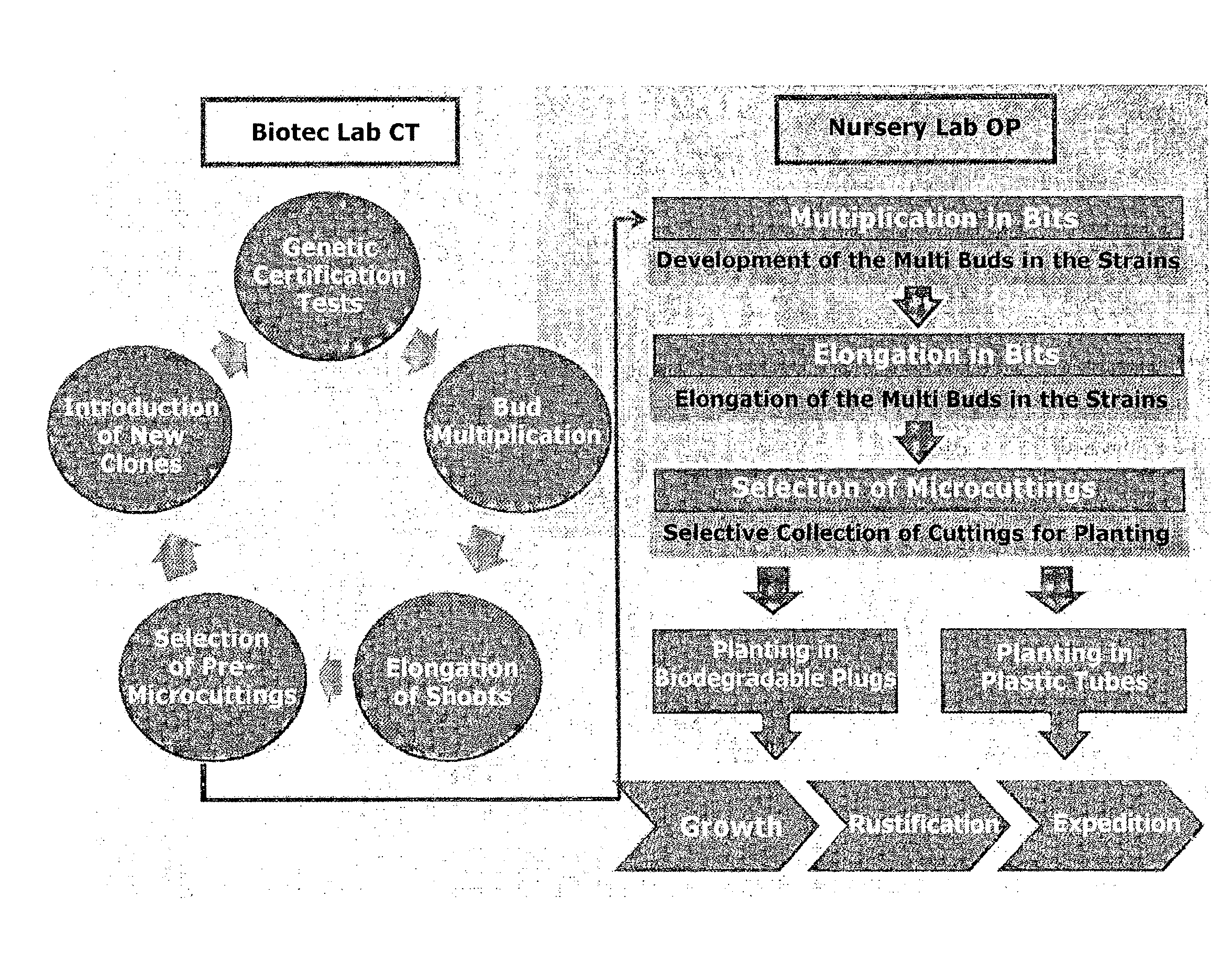 Method for the in vitro micropropagation of plant material and method for large-scale and large-volume production of cloned plant seedlings ready for field growth