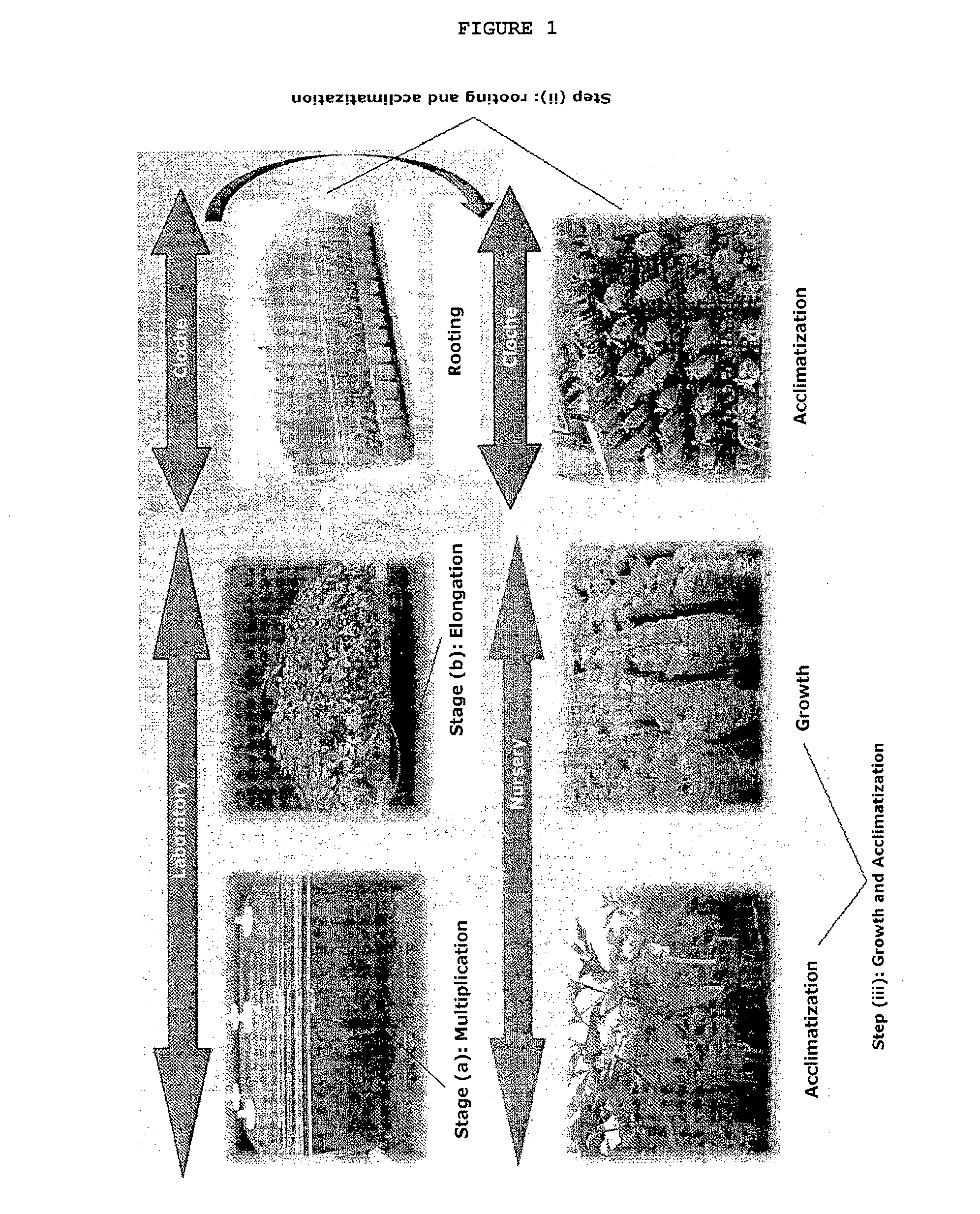 Method for the in vitro micropropagation of plant material and method for large-scale and large-volume production of cloned plant seedlings ready for field growth