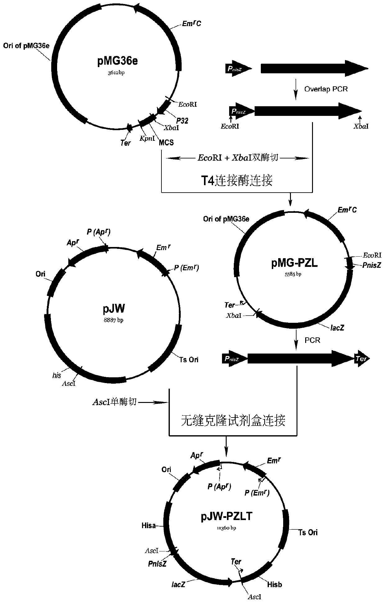 A rapid screening system for exogenous gene knock-in Lactococcus lactis and its construction method and application