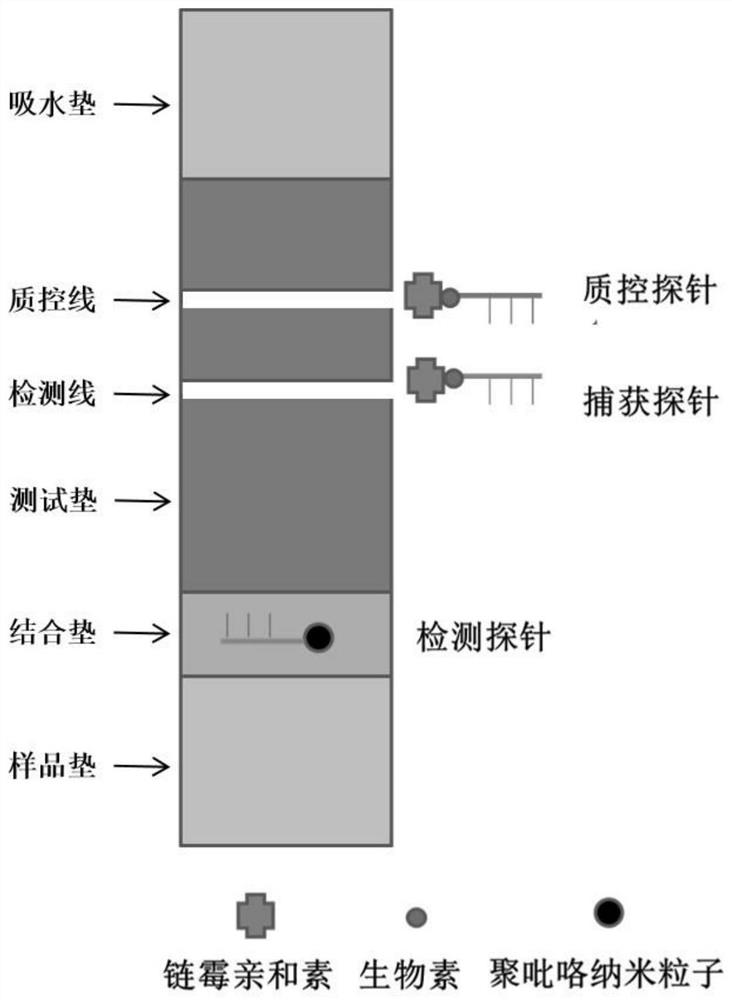 Marker nucleic acid probe, preparation method thereof, test strip and application of polypyrrole nanoparticles