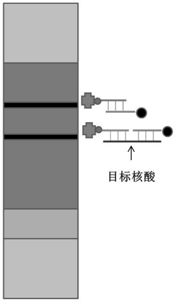 Marker nucleic acid probe, preparation method thereof, test strip and application of polypyrrole nanoparticles