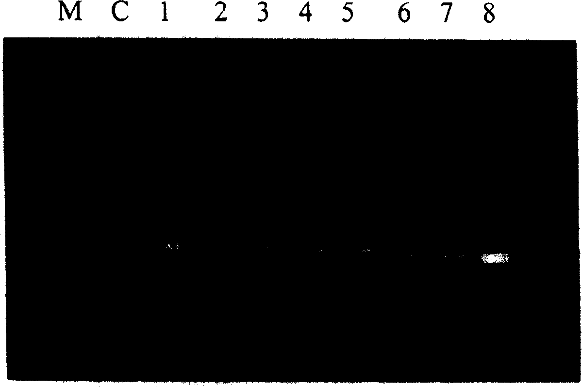 Fast and sensitive method of detecting virus infection titer of attenuated live hepatitis A vaccine