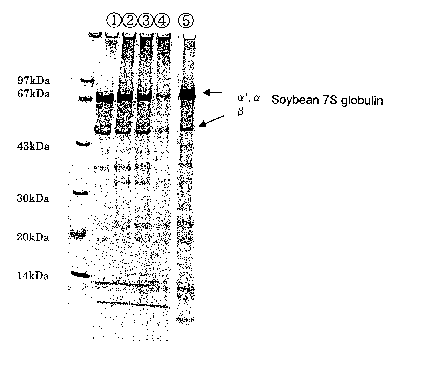 Shaped food containing soybean 7s protein and process for producing the same