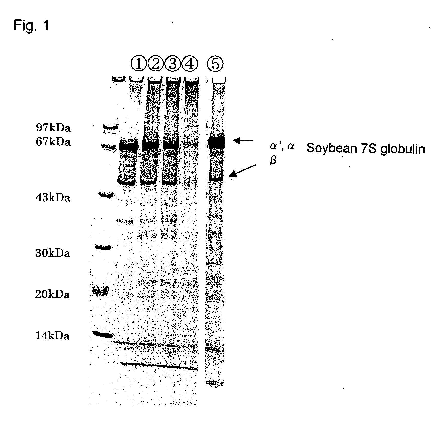 Shaped food containing soybean 7s protein and process for producing the same