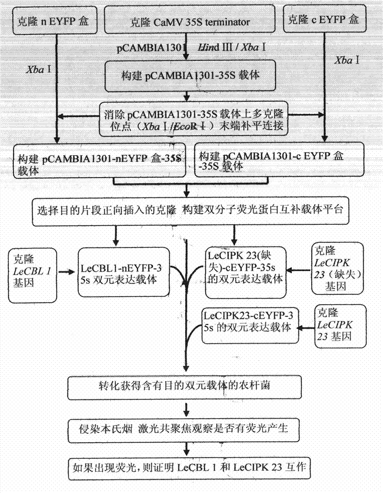 Improved bimolecular fluorescence complementation carrier for researching protein interaction