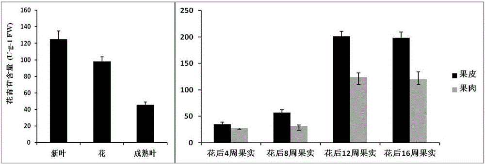 Method using tissue culture seedlings of red-pulp apples to produce anthocyanin