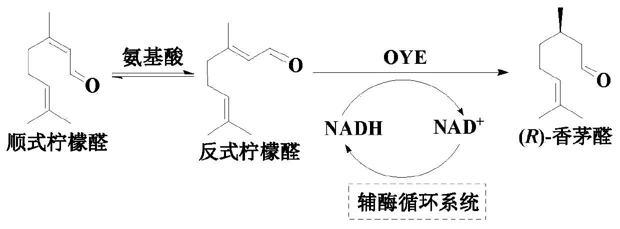 A method for enzymatic asymmetric reduction of citral to improve the optical purity of (r)-citronellal