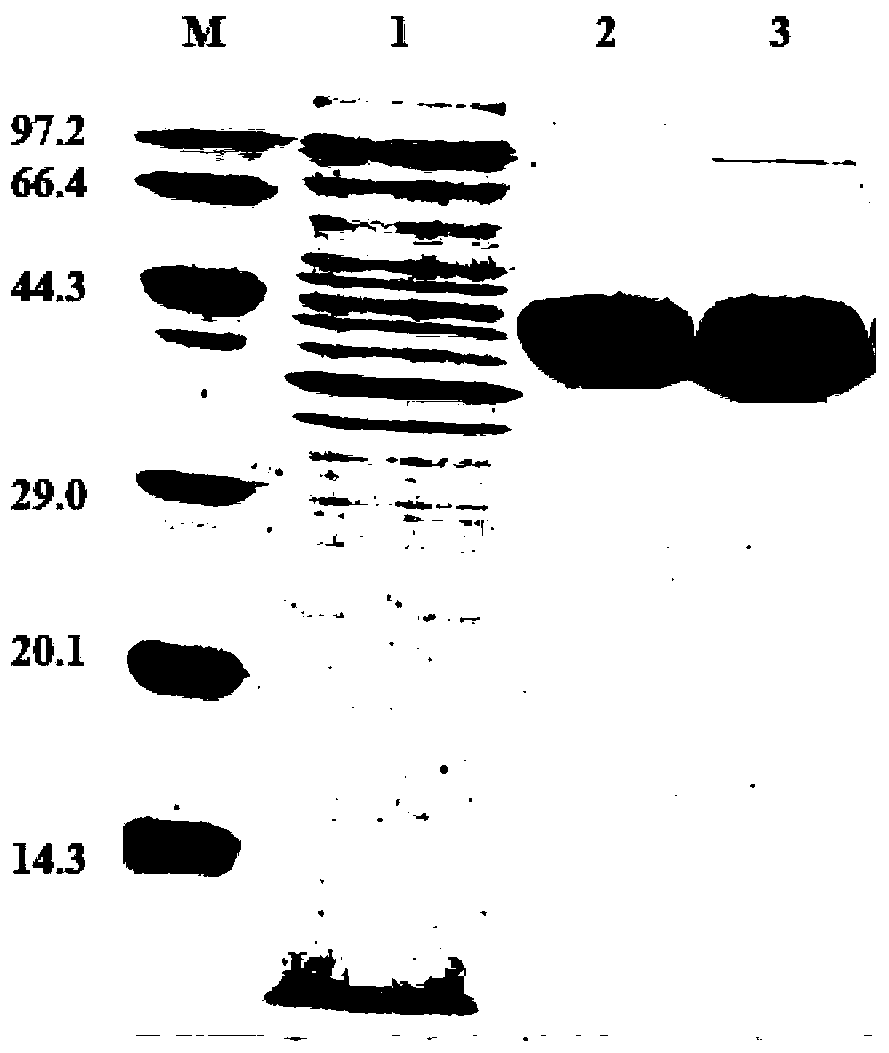 A method for enzymatic asymmetric reduction of citral to improve the optical purity of (r)-citronellal