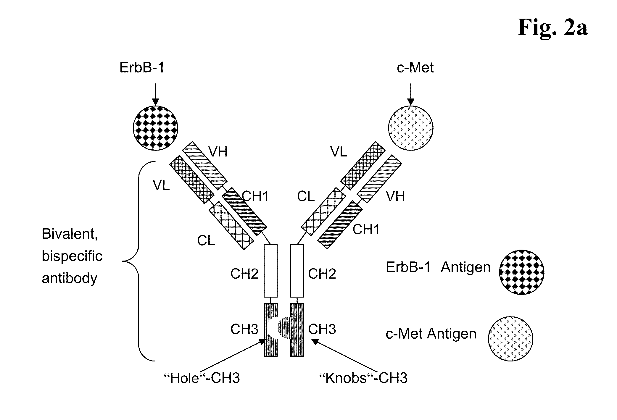 Bispecific Anti ErbB1 / Anti c Met Antibodies