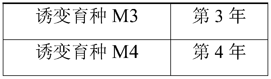 Sorghum dwarfing mutation breeding method