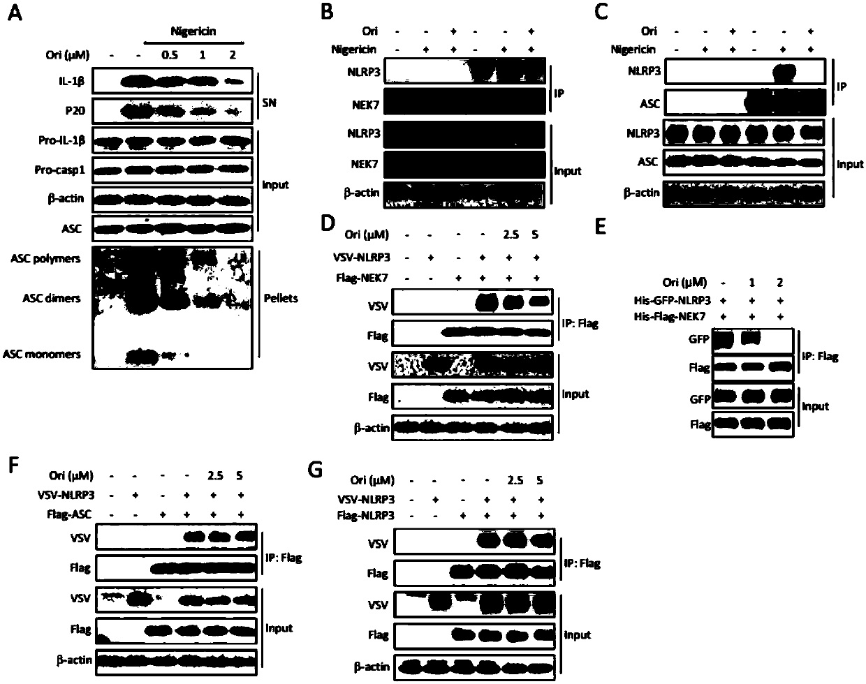 Application of oridonin in preparing drugs for preventing or treating NLRP3 inflammasome-related diseases