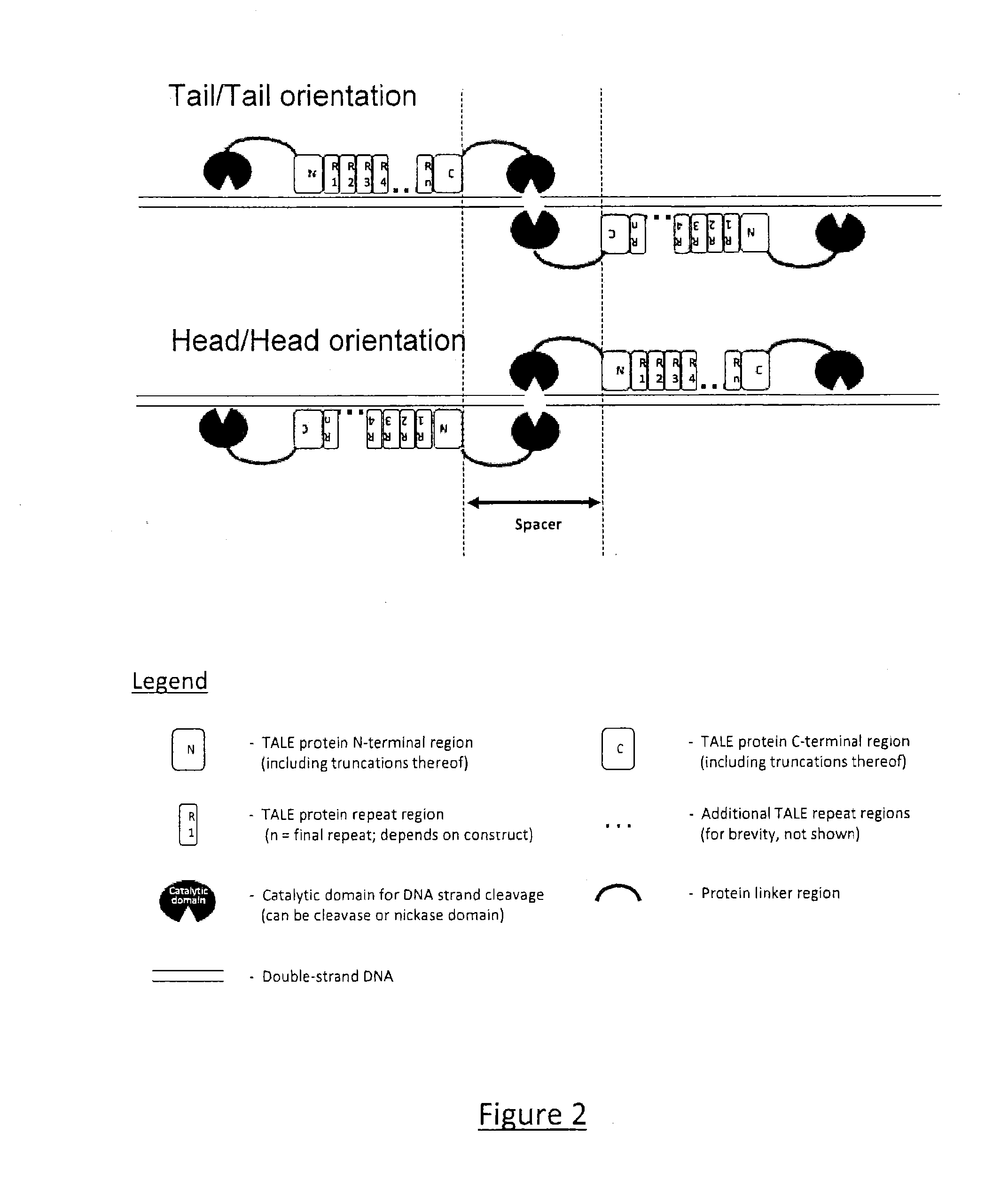 Transcription Activator-Like Effector (TALE) Fusion Protein