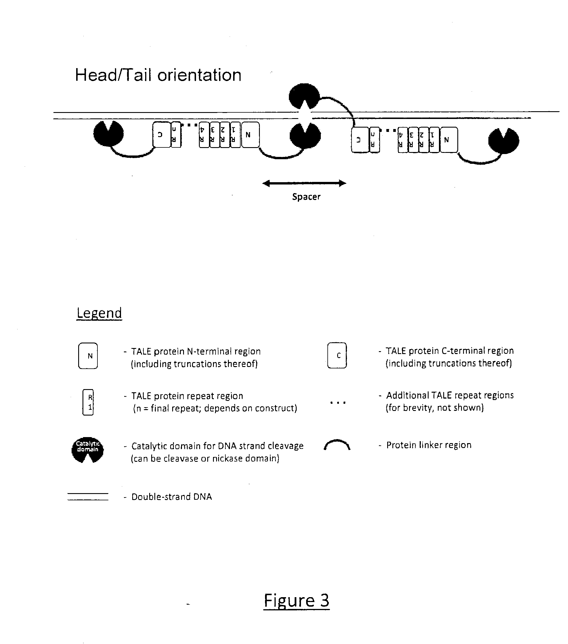 Transcription Activator-Like Effector (TALE) Fusion Protein