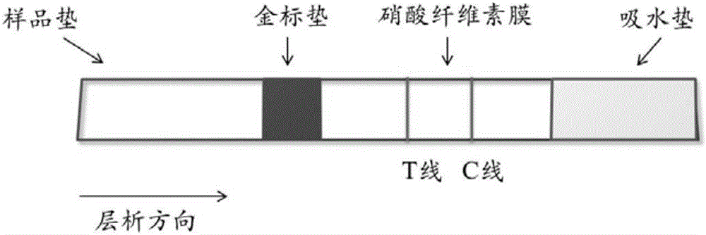 Colloidal gold test strip for testing toxoplasma gondii antibodies