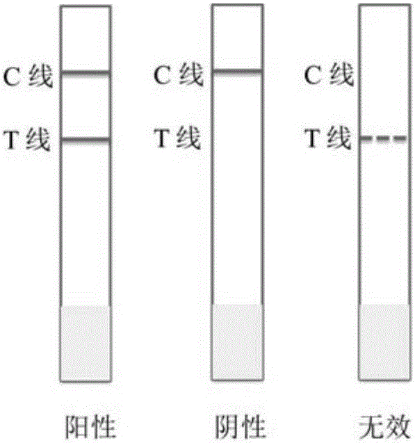 Colloidal gold test strip for testing toxoplasma gondii antibodies