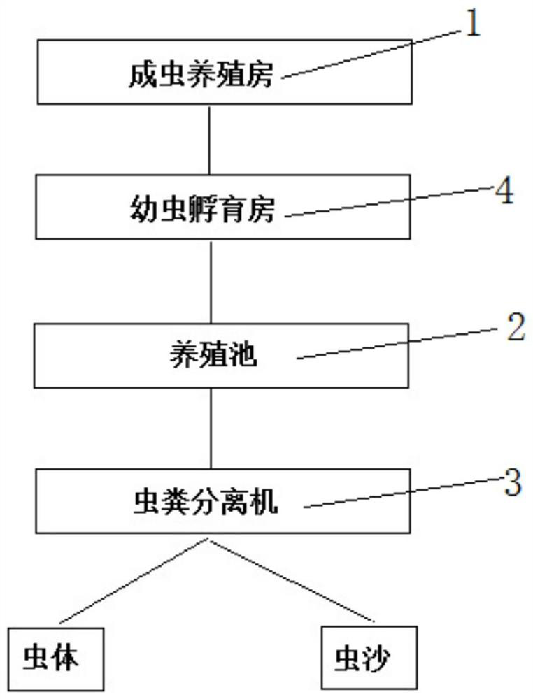 System for breeding hermetia illucens for treating livestock and poultry manure and application thereof