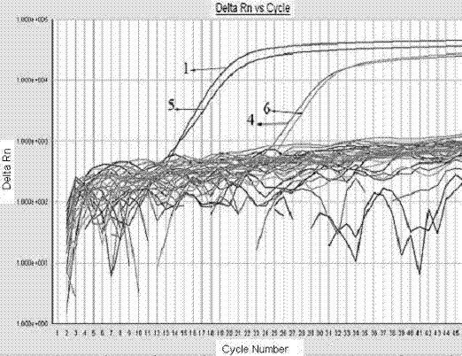 Fluorescent polymerase chain reaction (PCR) primer, probe and method for detecting A, C and G group of hemolytic streptococcus