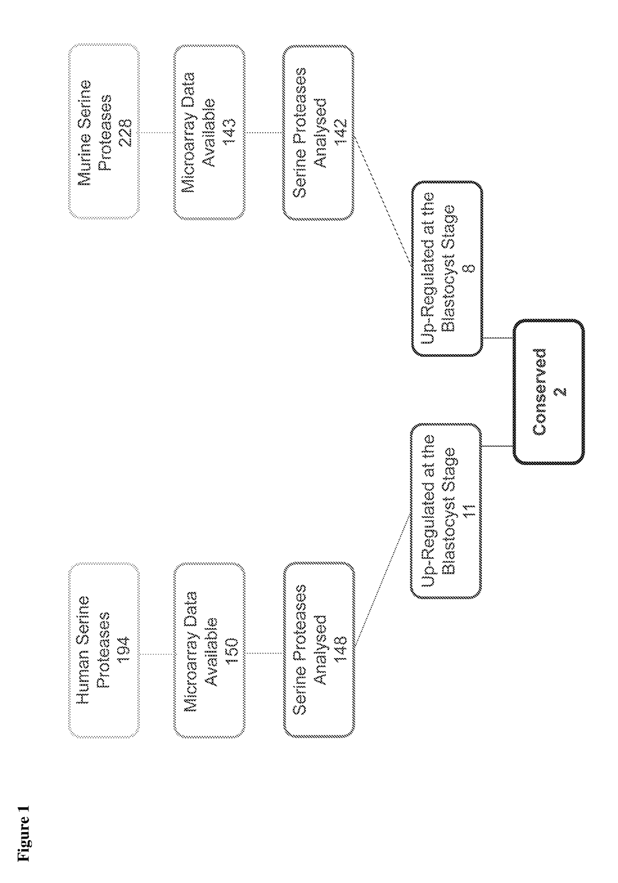 Preimplantation screening