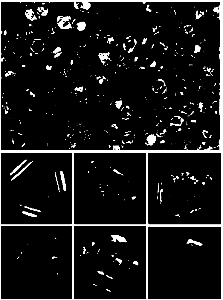 Three-dimensional modeling method of surface morphology of parallel diamond grinding wheel