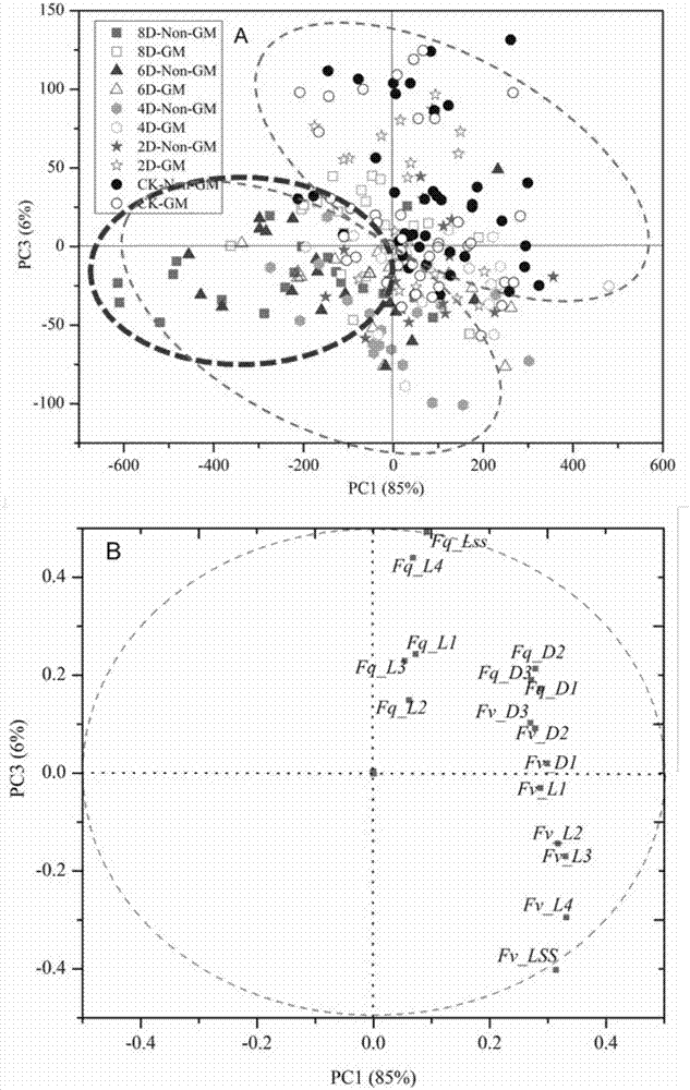 Chlorophyll fluorescence imaging based transgenic maize glyphosate tolerance phenotype detection method