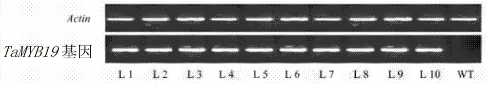 Plant stress tolerance related protein TaMYB19, and coding gene and application thereof