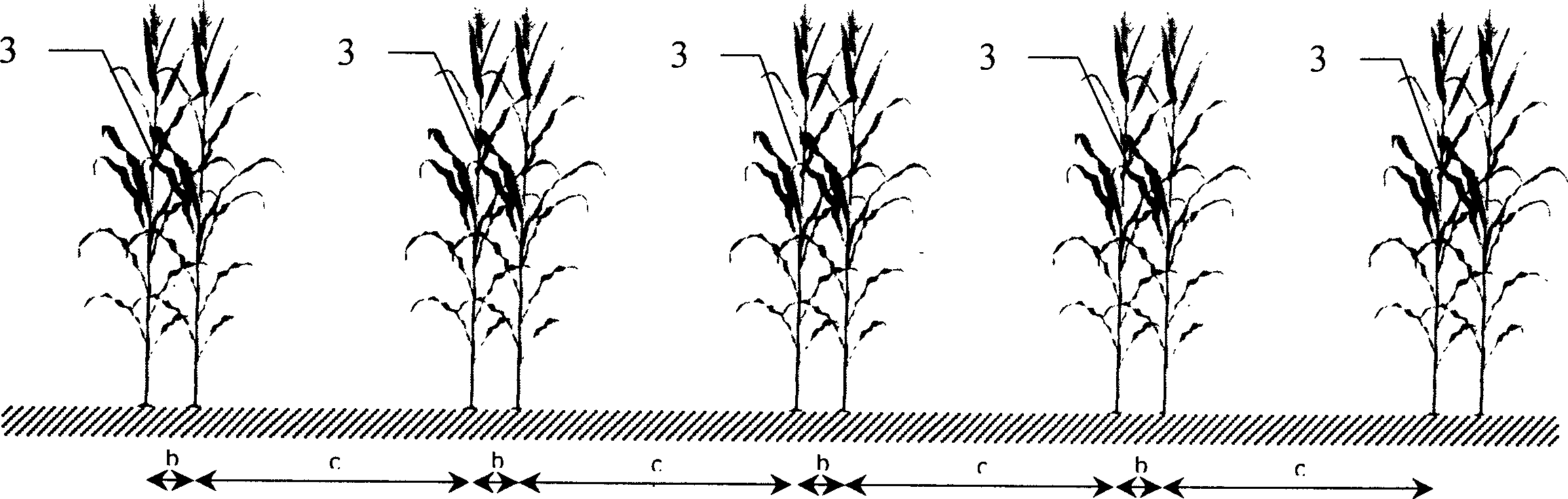 Fallow crop rotation, wind-proofing and moisture-preserving method for cultivating corn