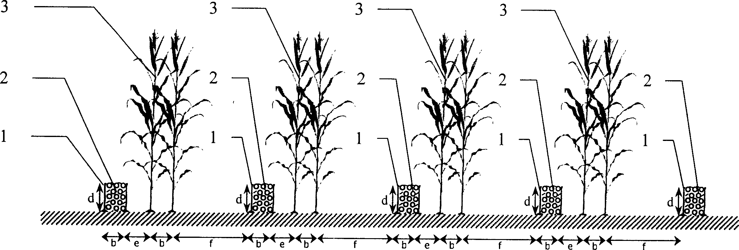 Fallow crop rotation, wind-proofing and moisture-preserving method for cultivating corn